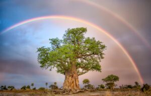 Safari-in-South-Africa-Safari-Guru-1-scaled.jpg