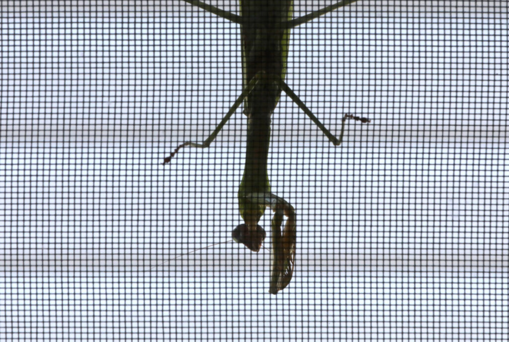 20260902T1530-PRAYING-MANTIS-CALDAROLA-1825466-scaled.jpg
