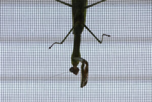 20260902T1530-PRAYING-MANTIS-CALDAROLA-1825466-scaled.jpg