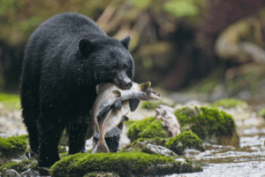 Resized_Canada-British-Columbia-Great-Bear-Rainforest-Black-Bear-1-1024x683.png