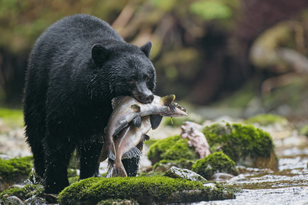 Resized_Canada-British-Columbia-Great-Bear-Rainforest-Black-Bear-1-1024x683.png