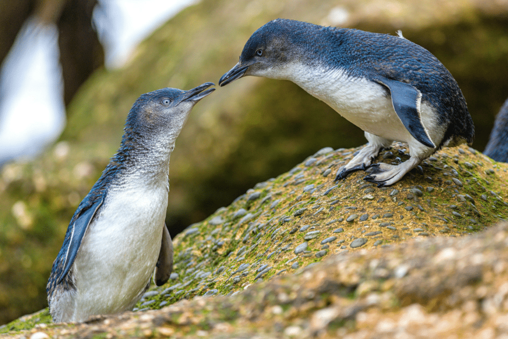 Resized_Oamaru-Penguin-Conservation-Centre-1024x683.png