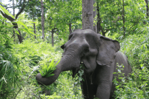 Resized_YDNP-20250711-Yok-Don-elephant-Kham-On-1024x683.png