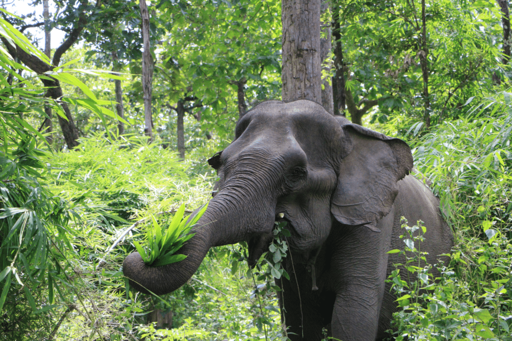 Resized_YDNP-20250711-Yok-Don-elephant-Kham-On-1024x683.png