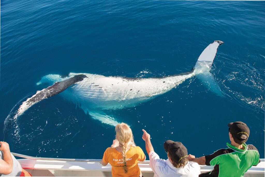 Whale-Watching-on-Kgari-4-1.jpg
