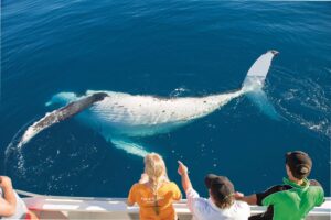 Whale-Watching-on-Kgari-4-1.jpg
