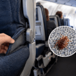 kabarsula  Bed bugs on planes: What travellers need to know bandar SLOT INDONESIA