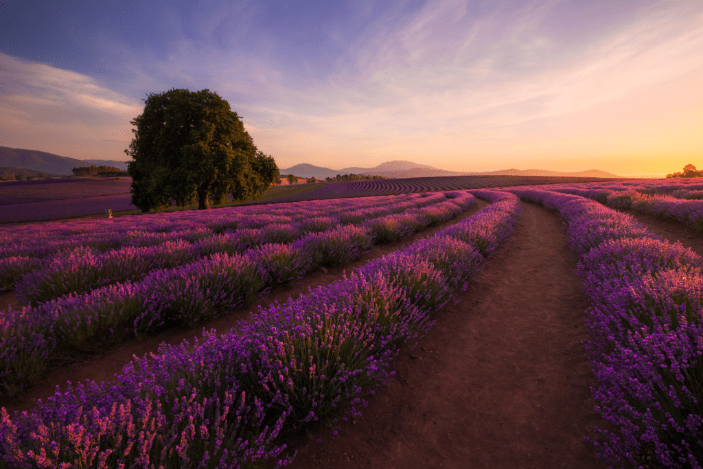 Resized_Bridestowe-Lavender-Estate_TourismAU_661207-56-1024x683.png