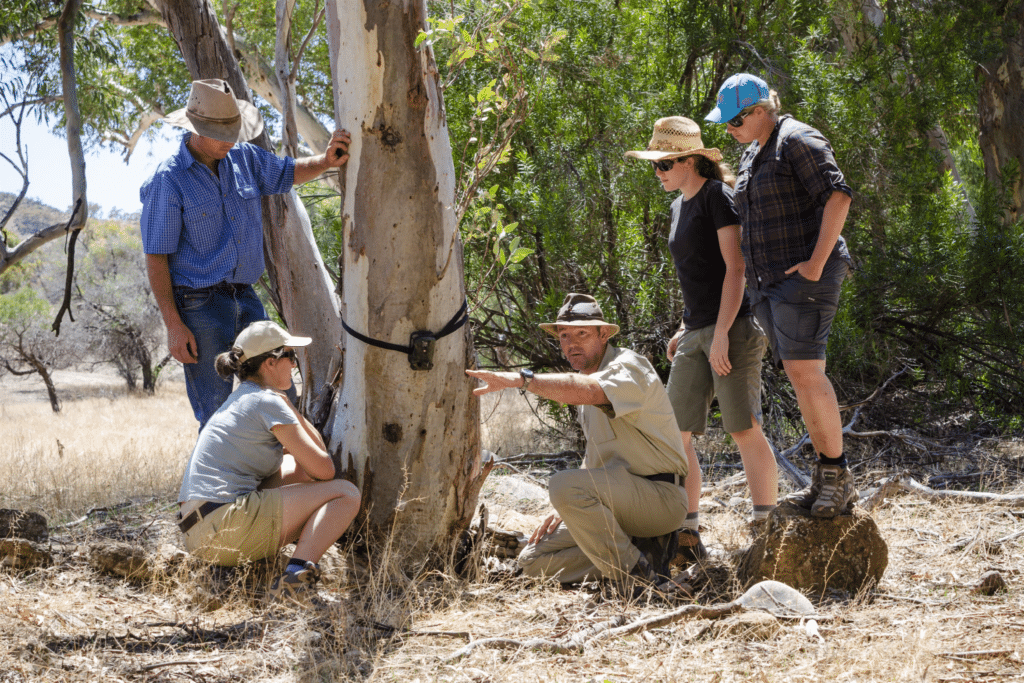 Resized_Stay-Intrepid-Australia-SA-Arkaba-Experiences-guide-group-teaching-camera-trap-setup-wildlif.png